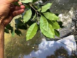 Plancia ëd Olea paniculata R. Br.