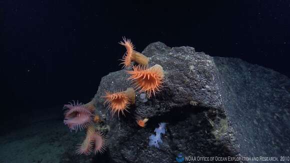 Image of Venus flytrap sea anemone