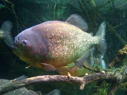 Image of Red-bellied piranha