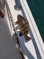 Image of Giant Hawkfish