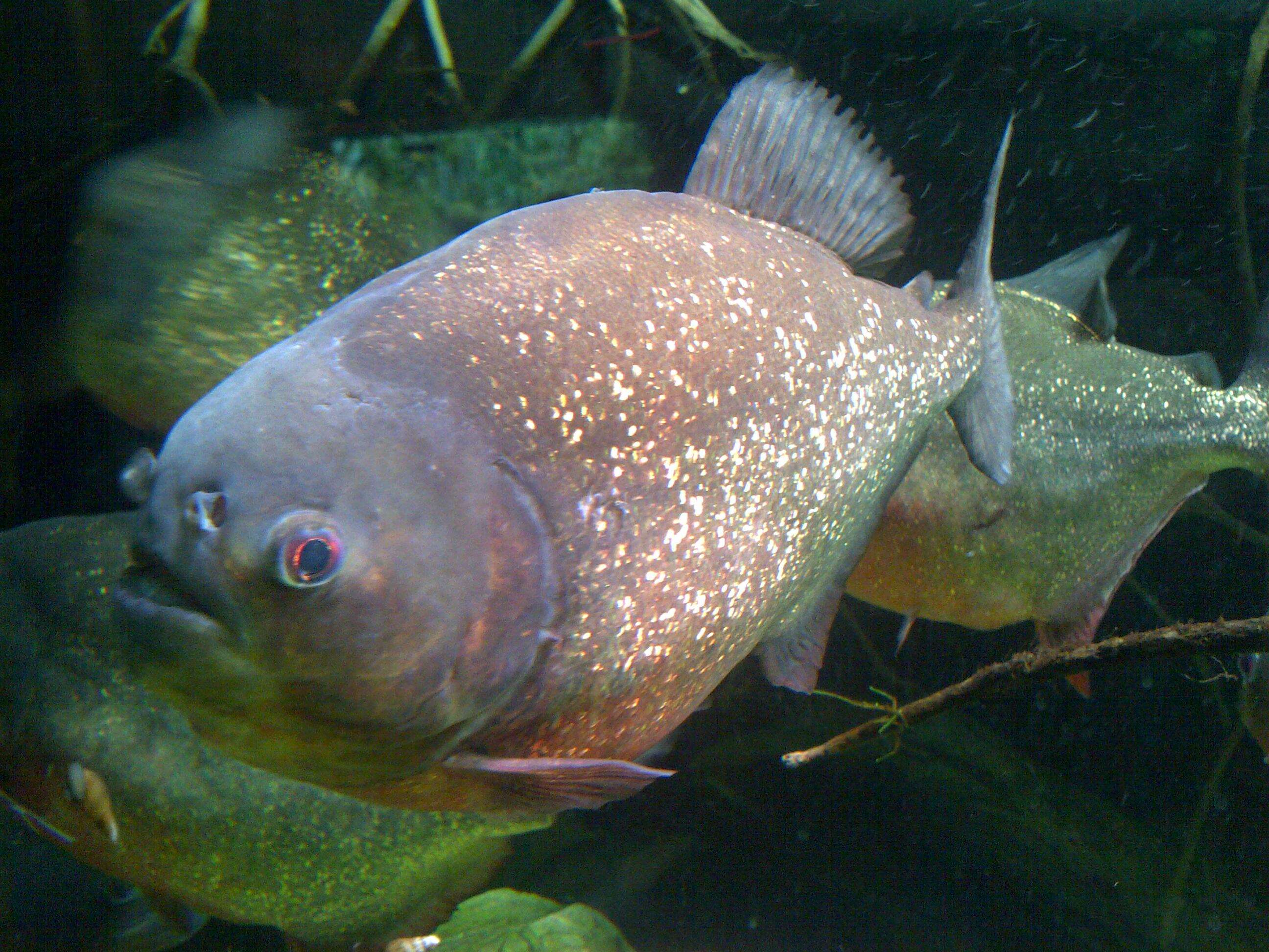 Image of Red-bellied piranha