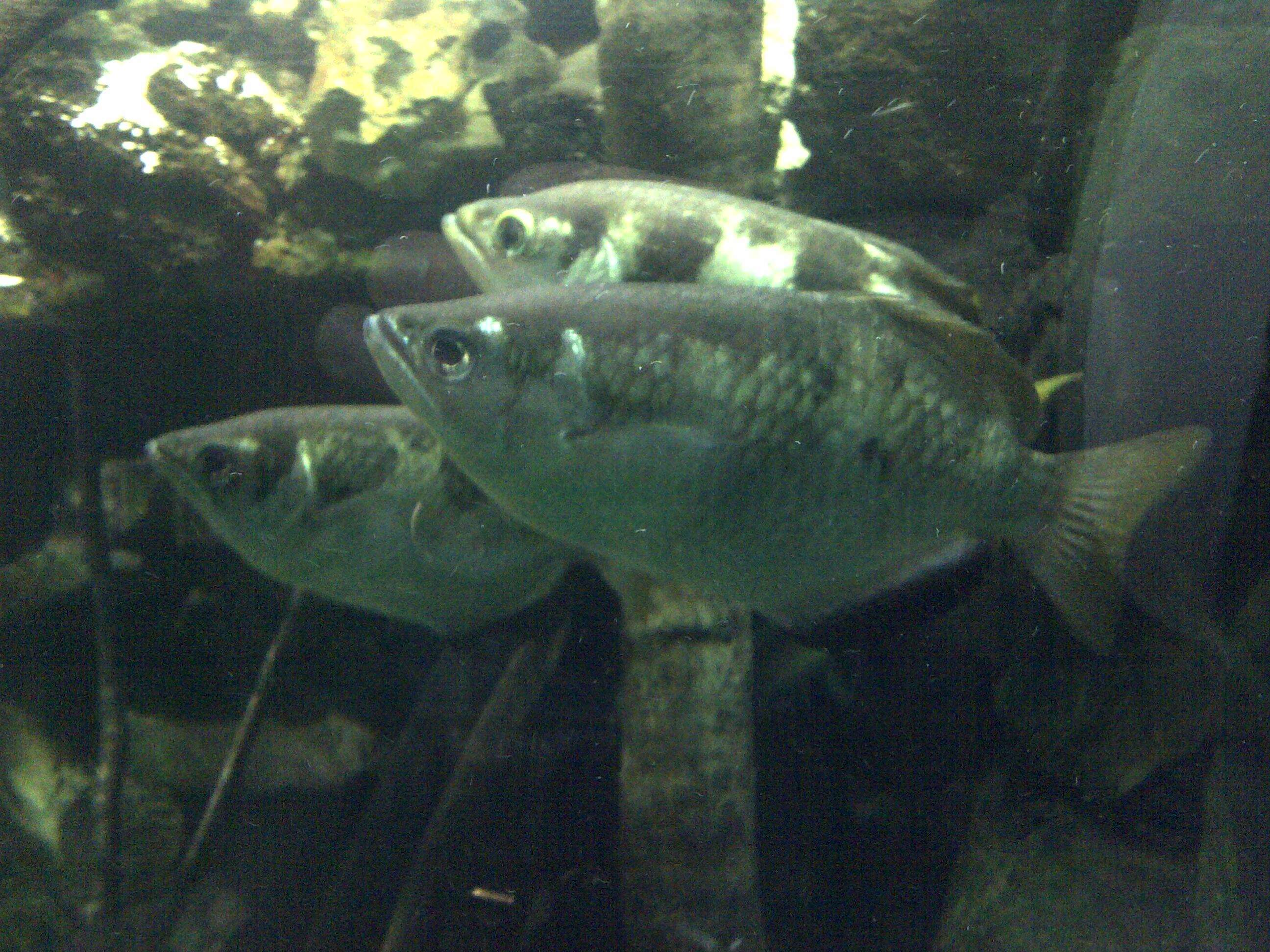 Image of Banded Archerfish