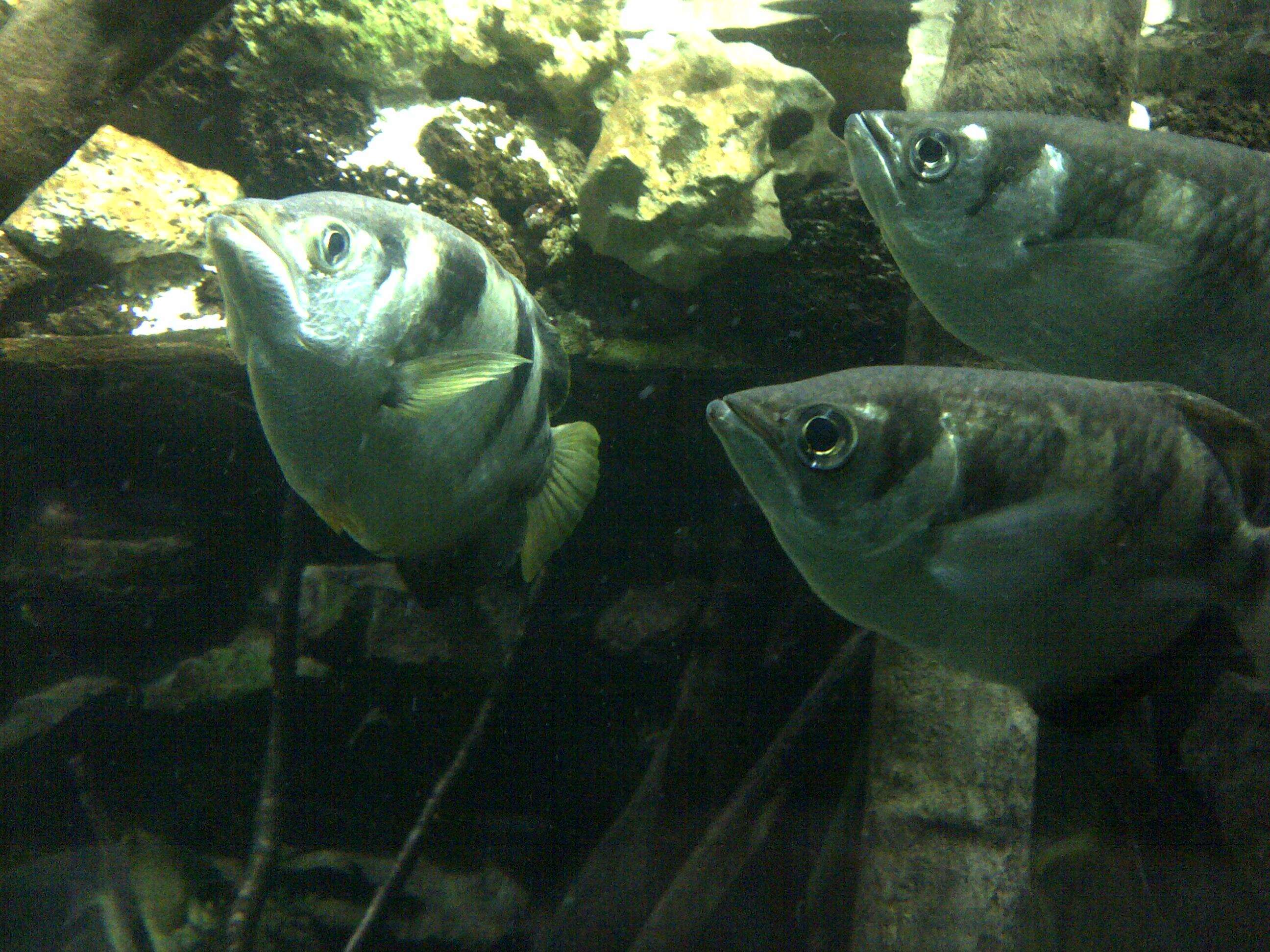 Image of Banded Archerfish