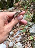 Image of Madrean Alligator Lizard