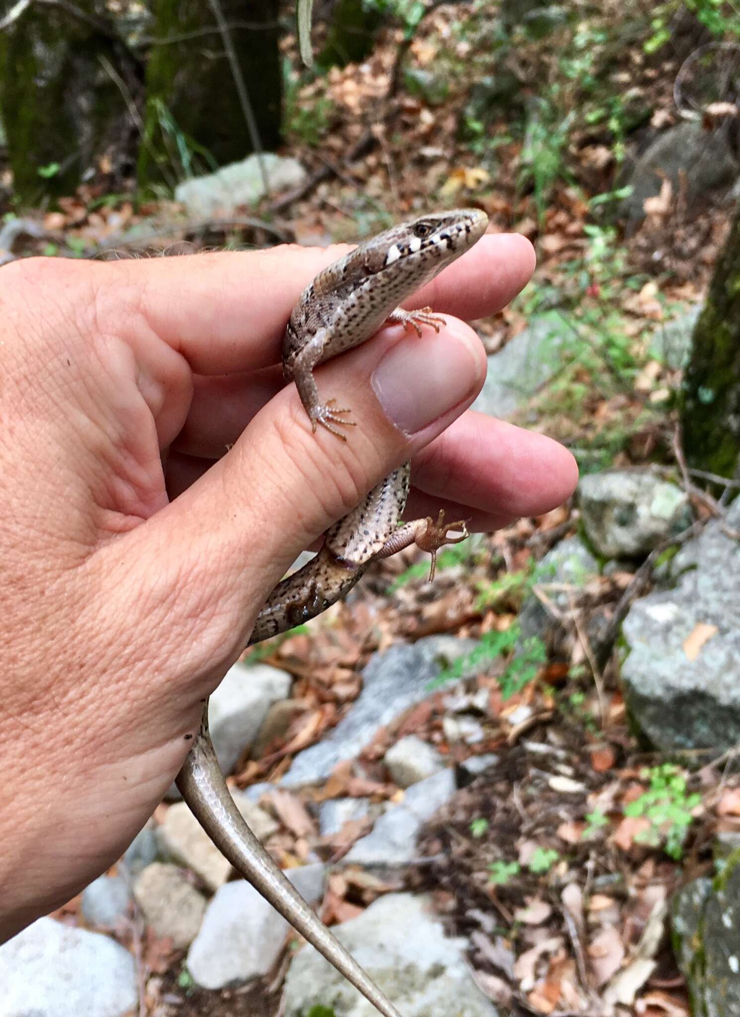 Image of Madrean Alligator Lizard