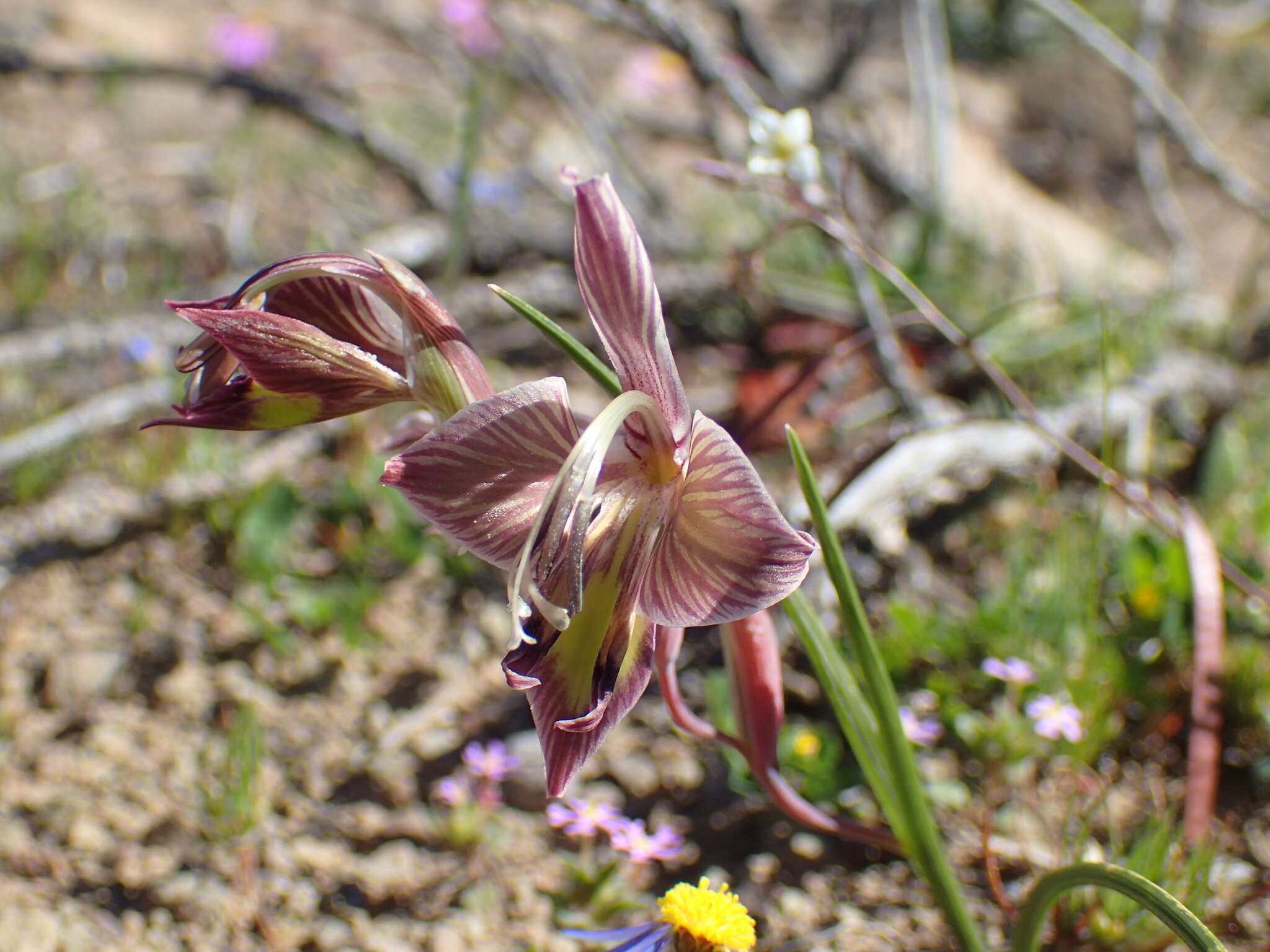 Image of Gladiolus ceresianus L. Bolus