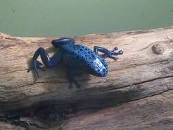 Image of Dendrobates azureus