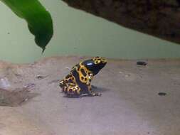Image of Yellow-headed Poison Frog