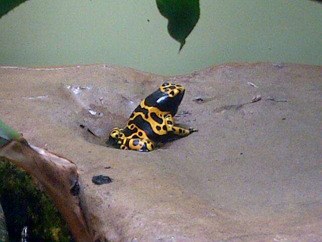 Image of Yellow-headed Poison Frog