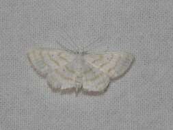 Image of Scopula penultima Herbulot 1992