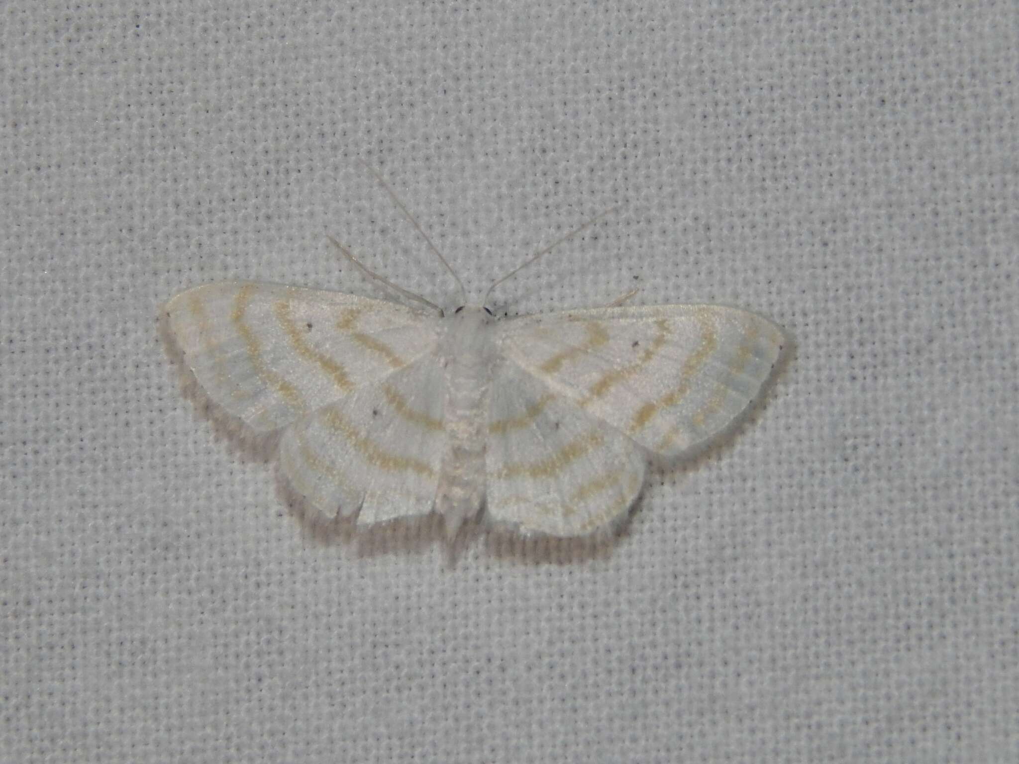 Image of Scopula penultima Herbulot 1992