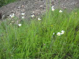 Image de <i>Calochortus ownbeyi</i>