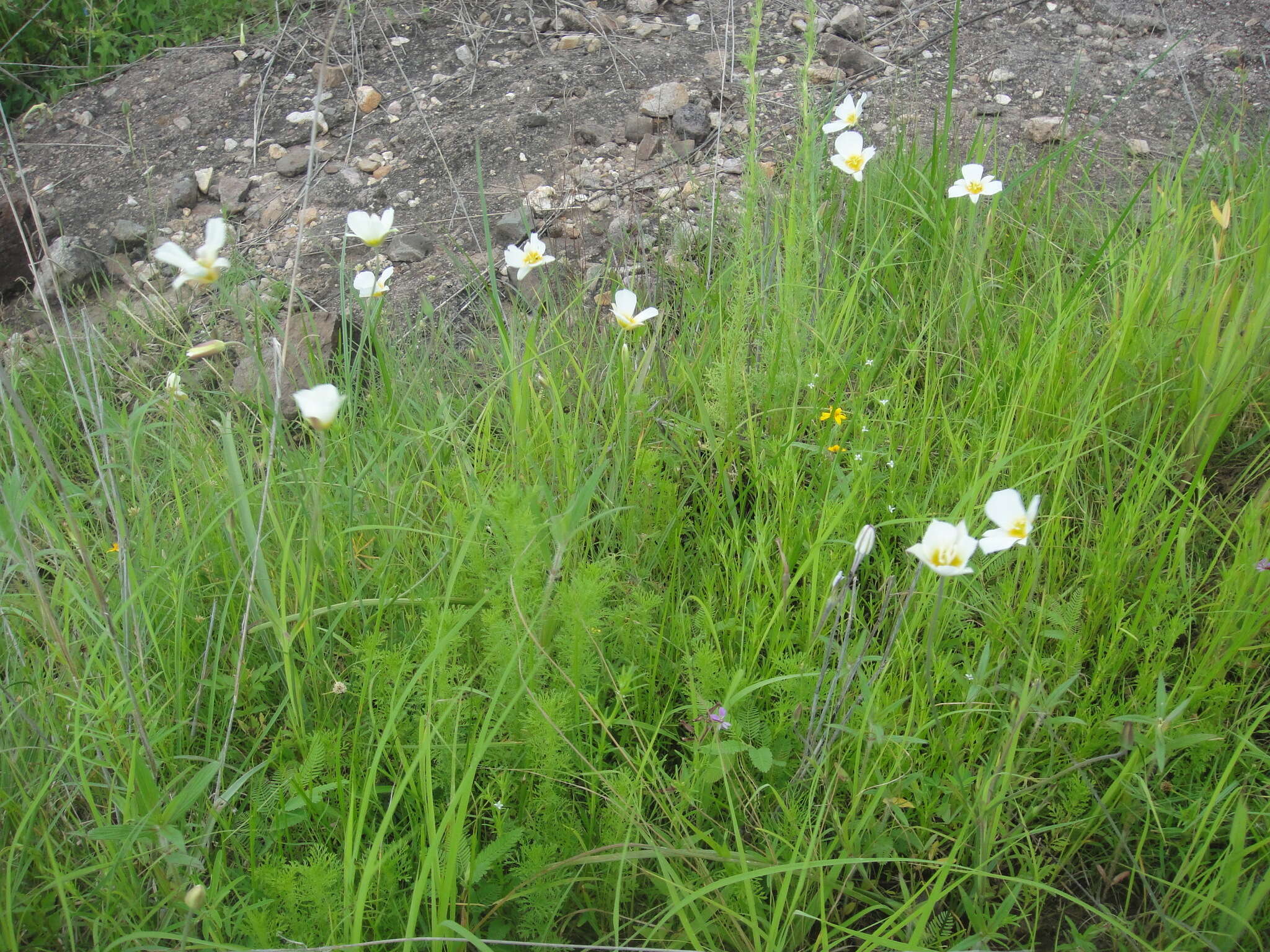 Image of <i>Calochortus ownbeyi</i>