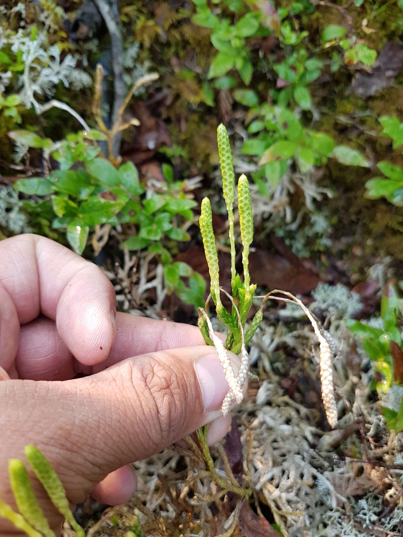 Image of savinleaf groundpine