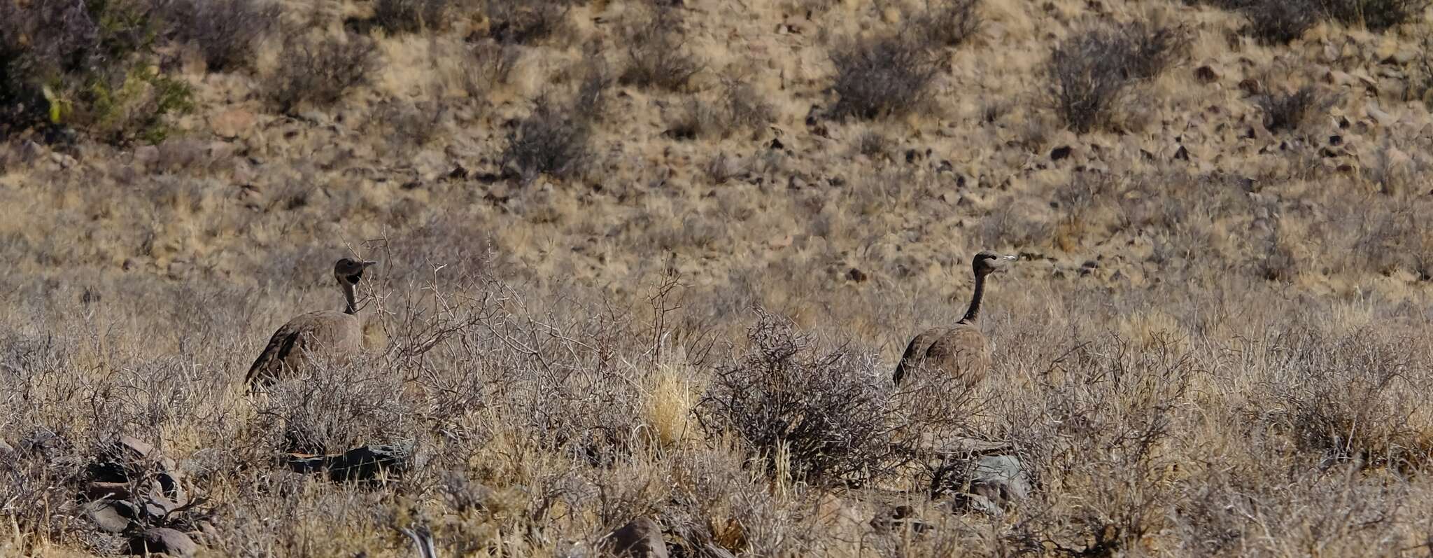 Image of Karoo Bustard