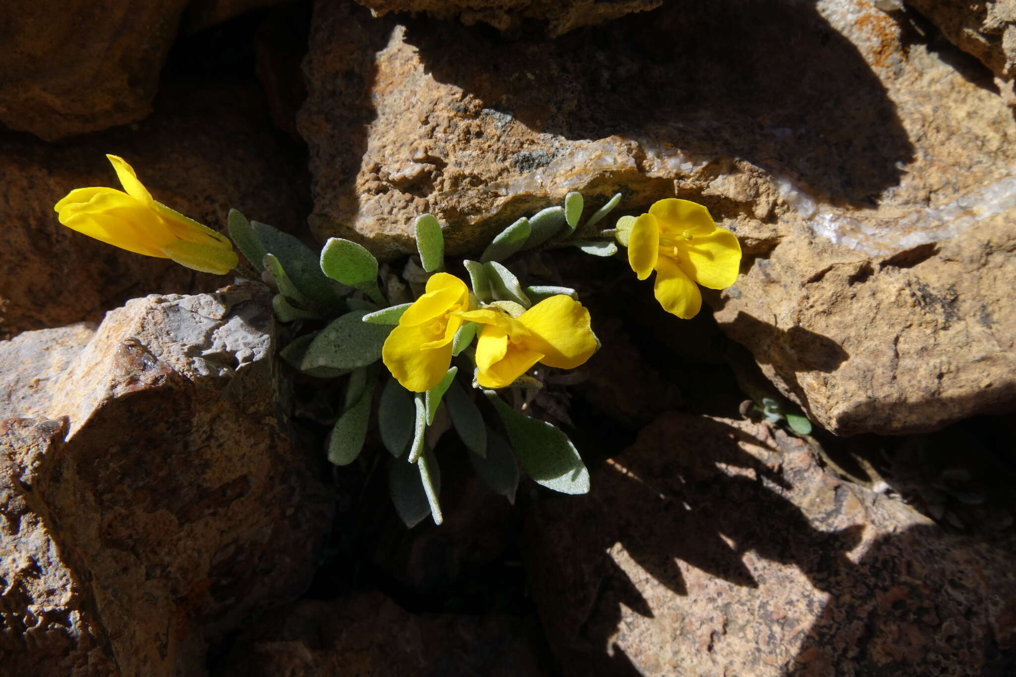 Image of Avery Peak twinpod