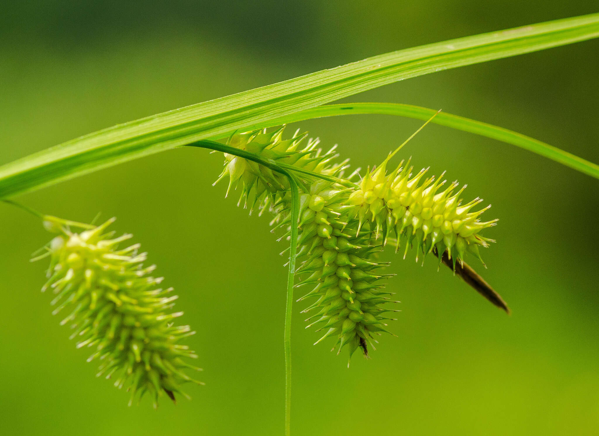 Image of bottlebrush sedge