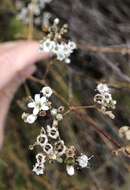 Imagem de Gypsophila struthium subsp. hispanica (Willk.) G. López González