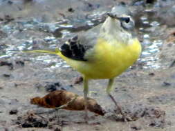 Image of Grey Wagtail