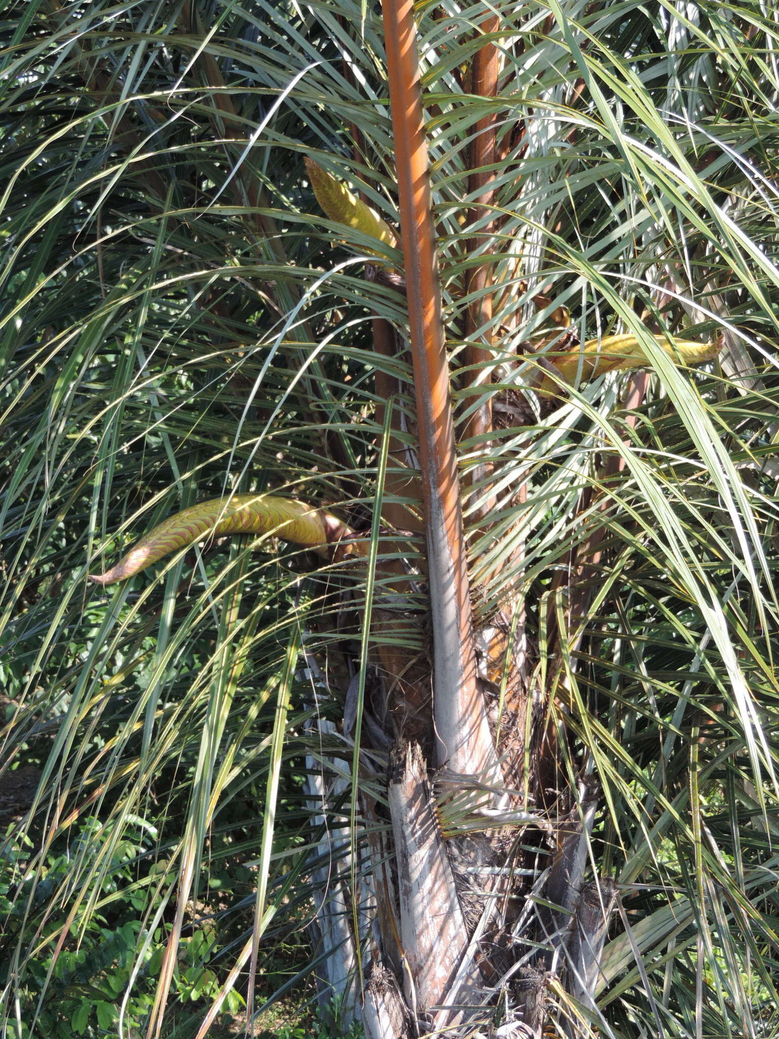 Image of raffia palm