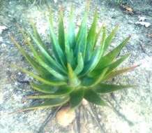 صورة Aloe succotrina Weston