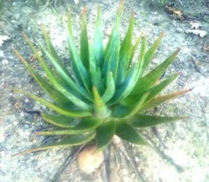 Image of Fynbos aloe