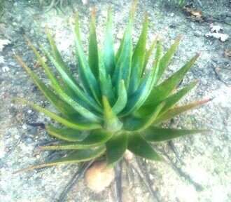 صورة Aloe succotrina Weston