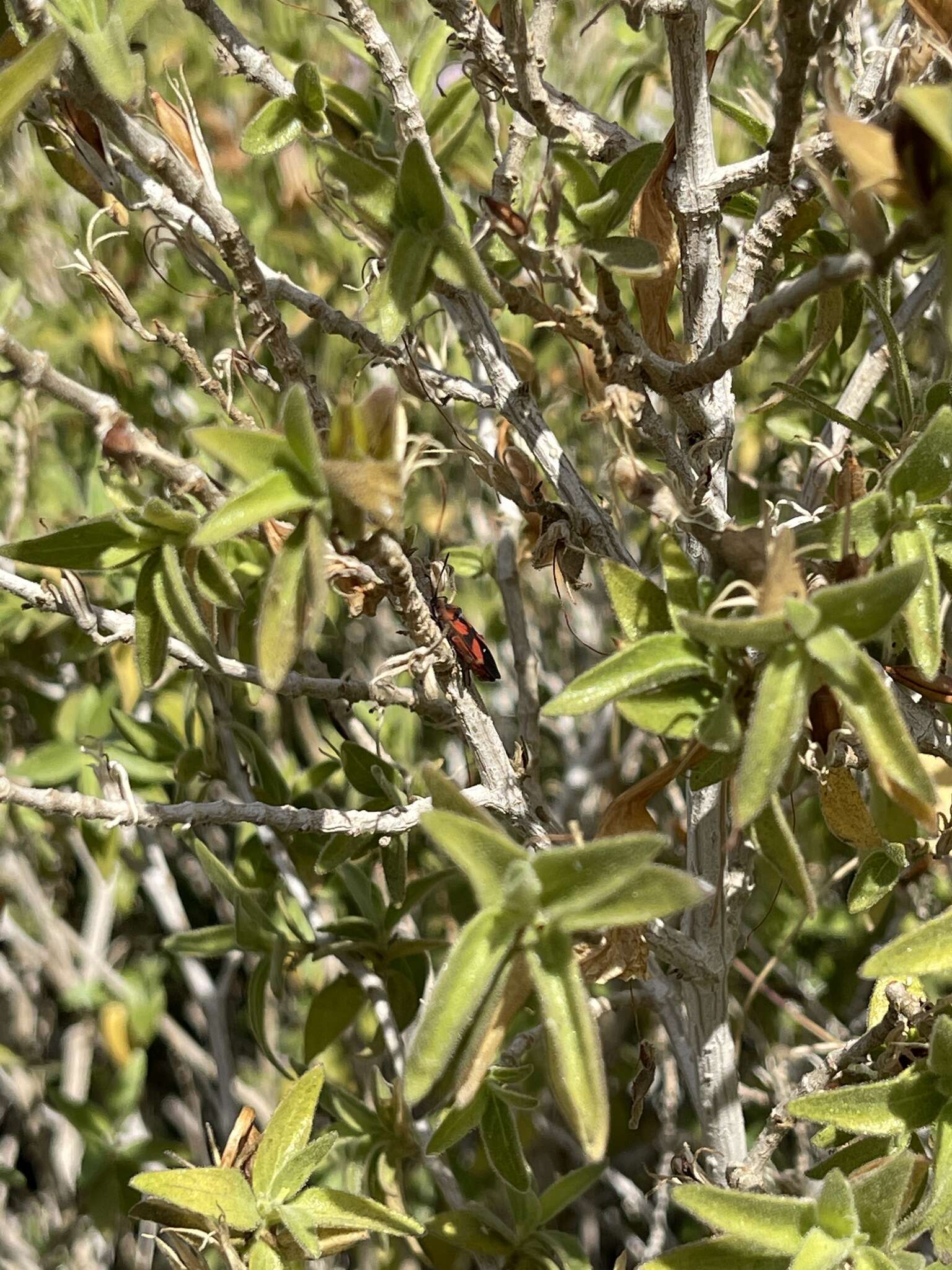 Image of Lygaeus analis Dallas & W. S. 1852