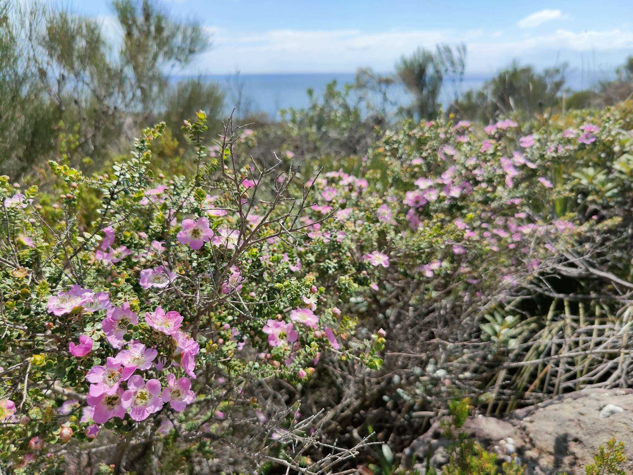 Sivun Leptospermum rotundifolium (Maiden & Betche) F. A. Rodway kuva