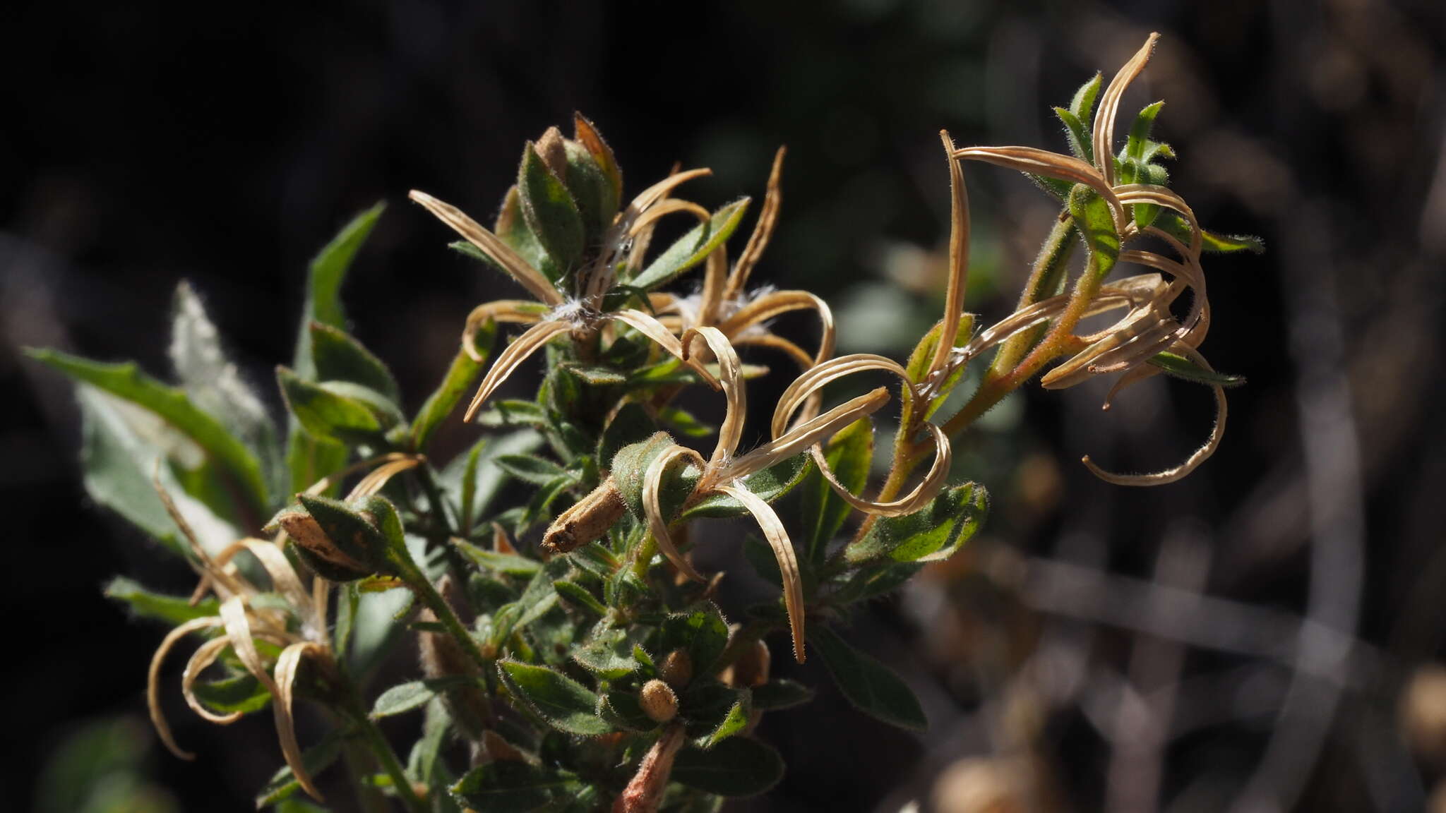 Image de Epilobium canum subsp. latifolium (Hook.) P. H. Raven