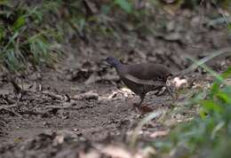 Image of Brown Tinamou