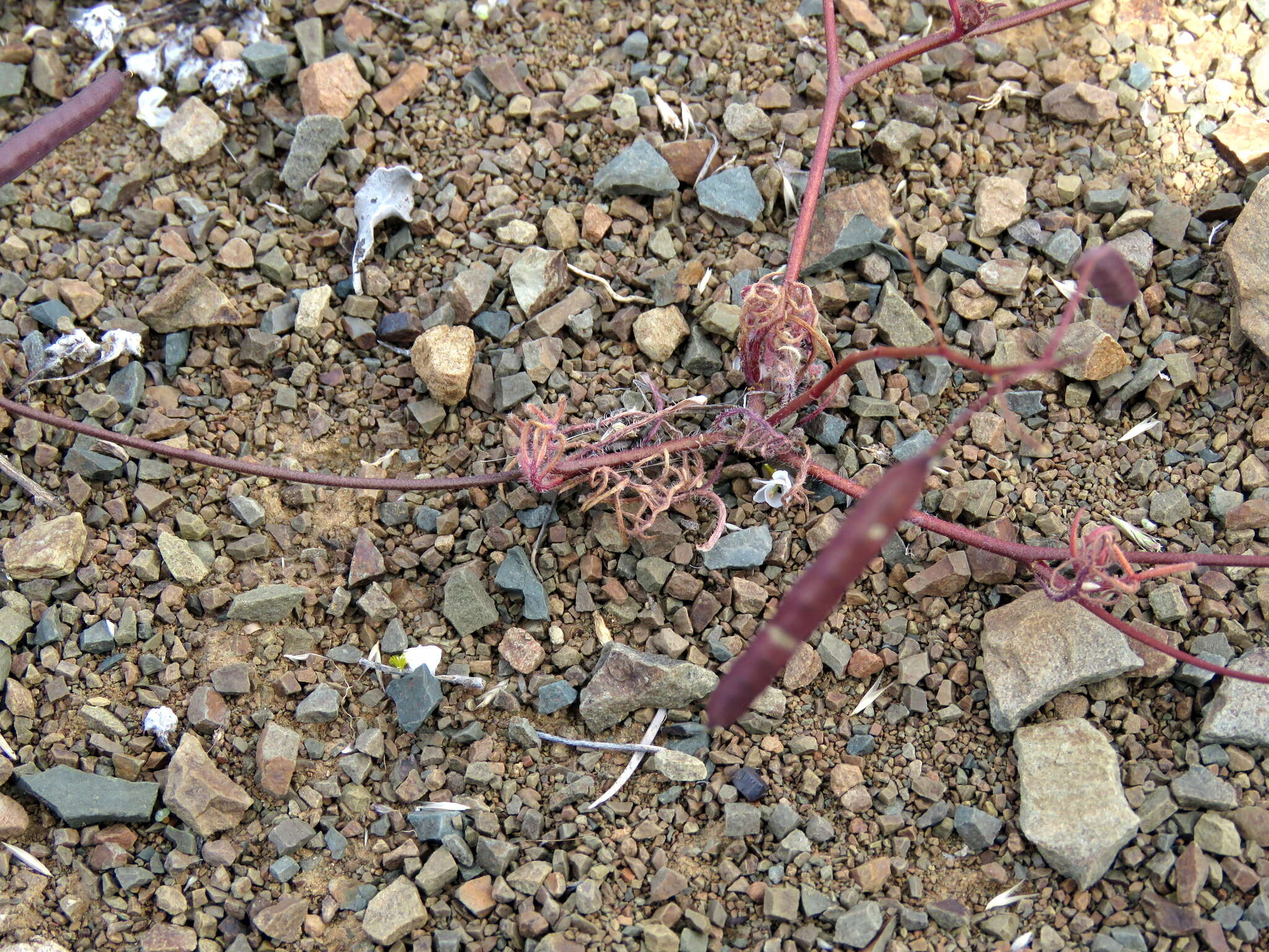 Image de Heliophila crithmifolia Willd.