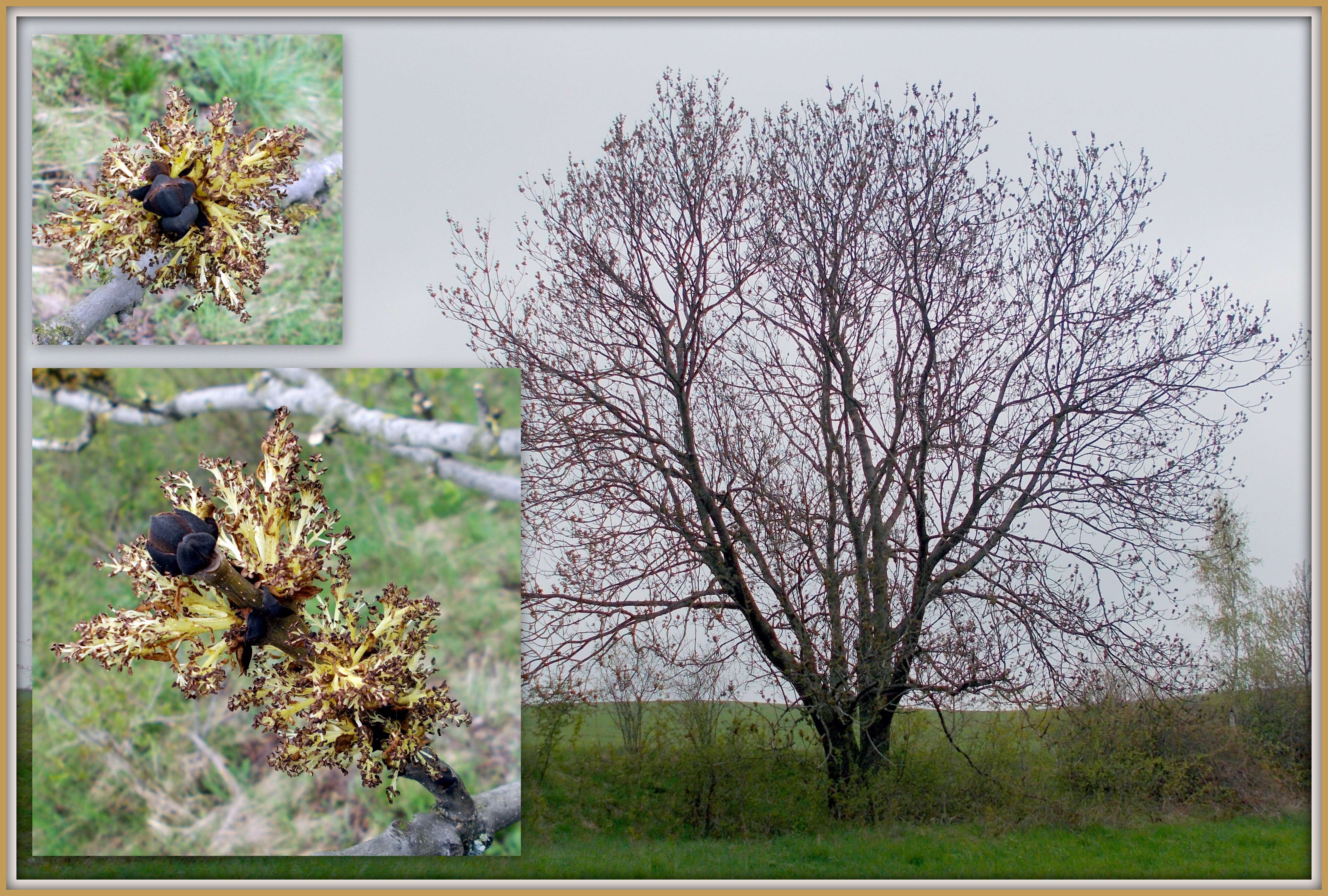 Image of European ash