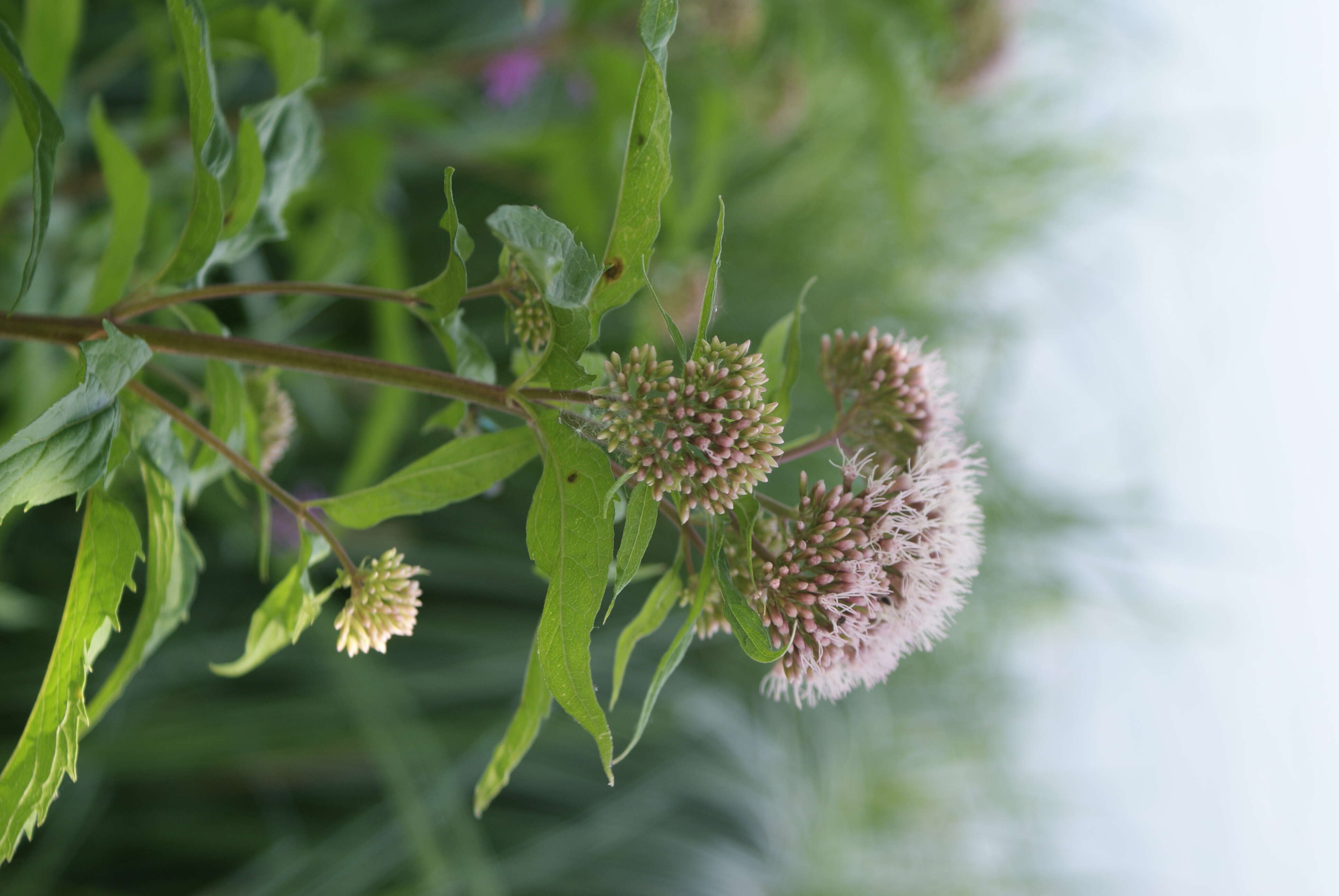 Image of hemp agrimony