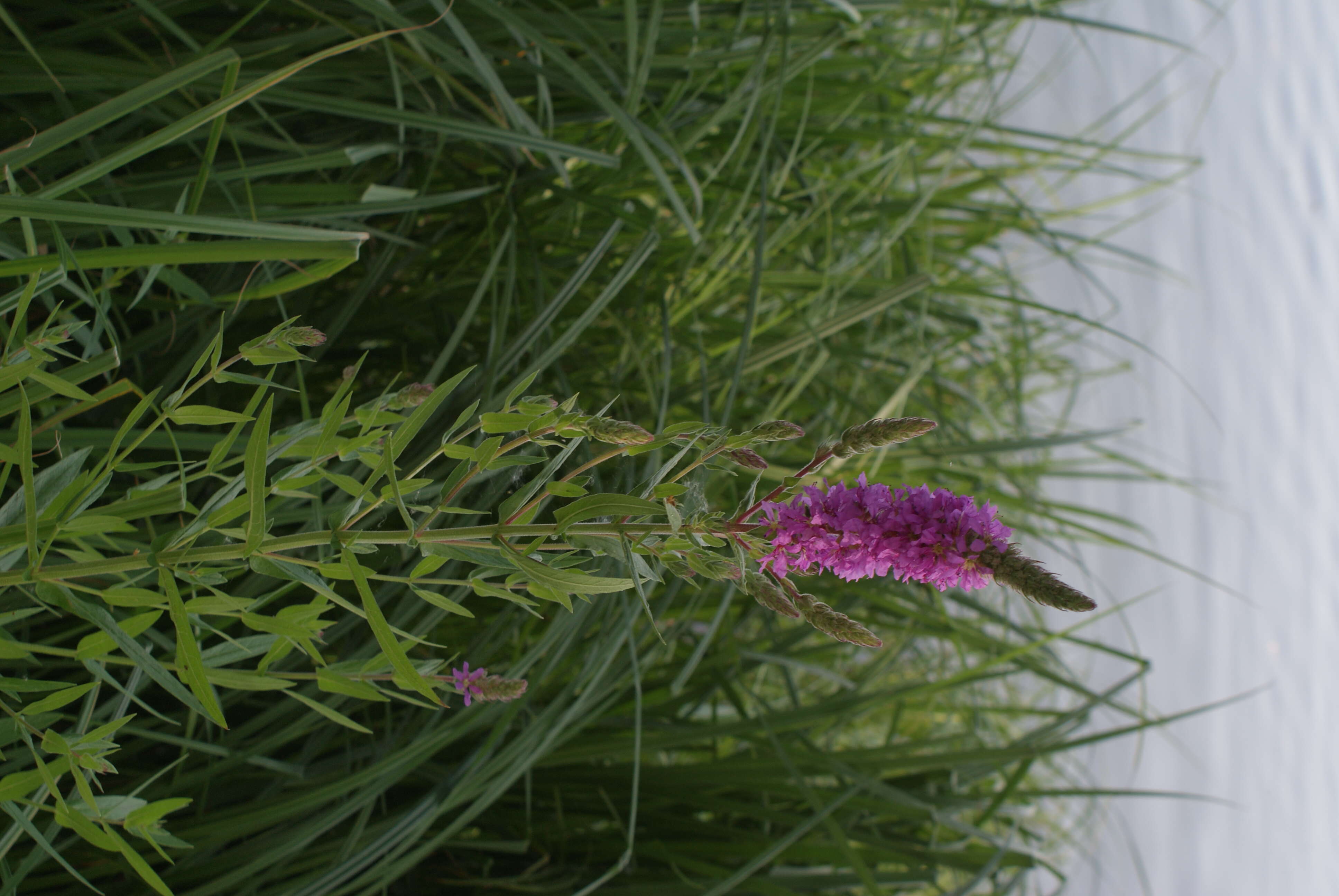 Image of Purple Loosestrife