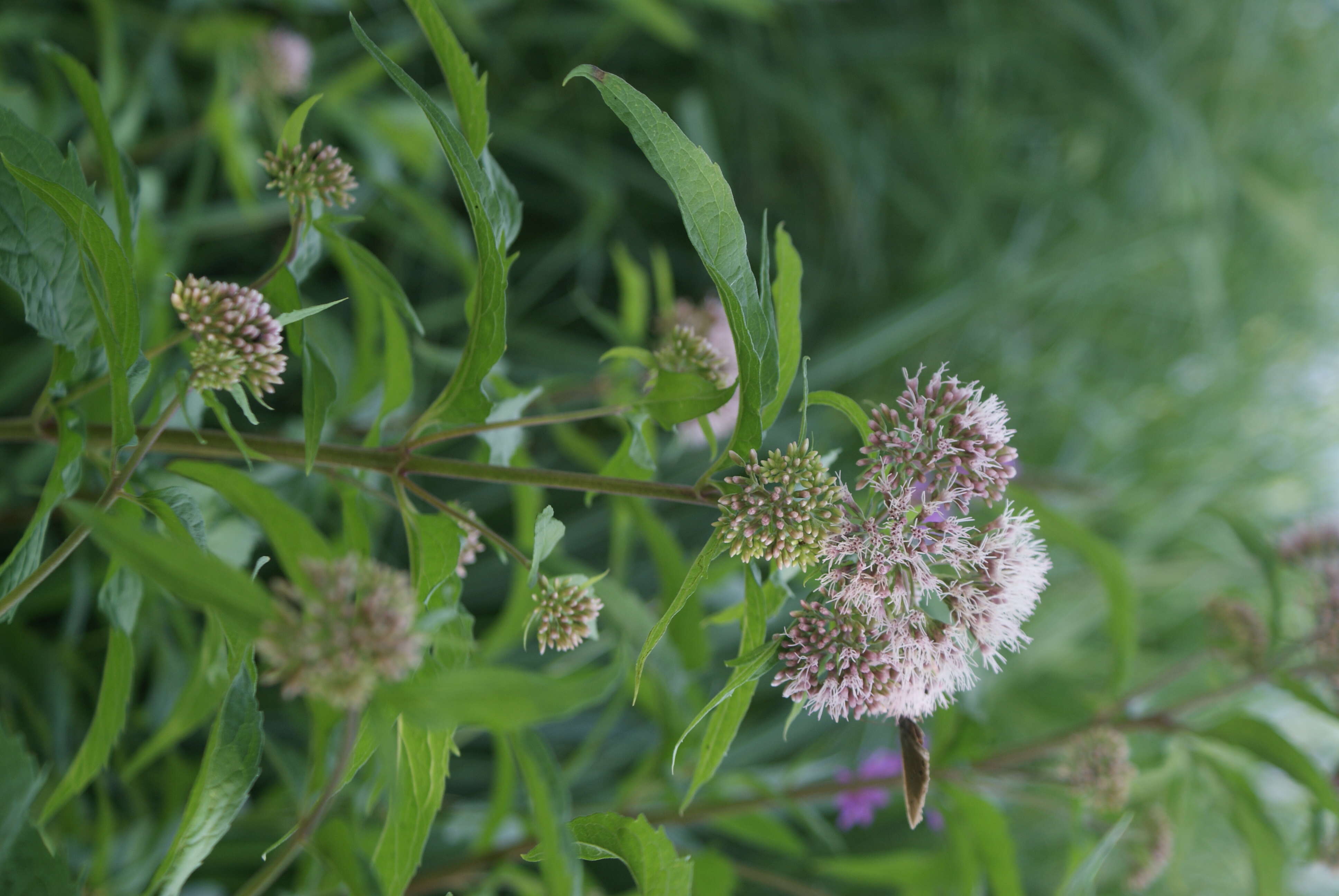 Image of hemp agrimony