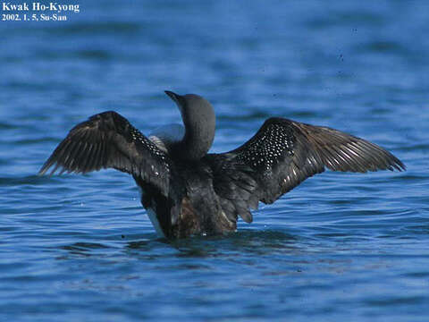 Image of Pacific Diver