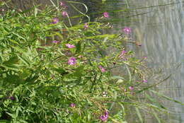 Слика од Epilobium hirsutum L.