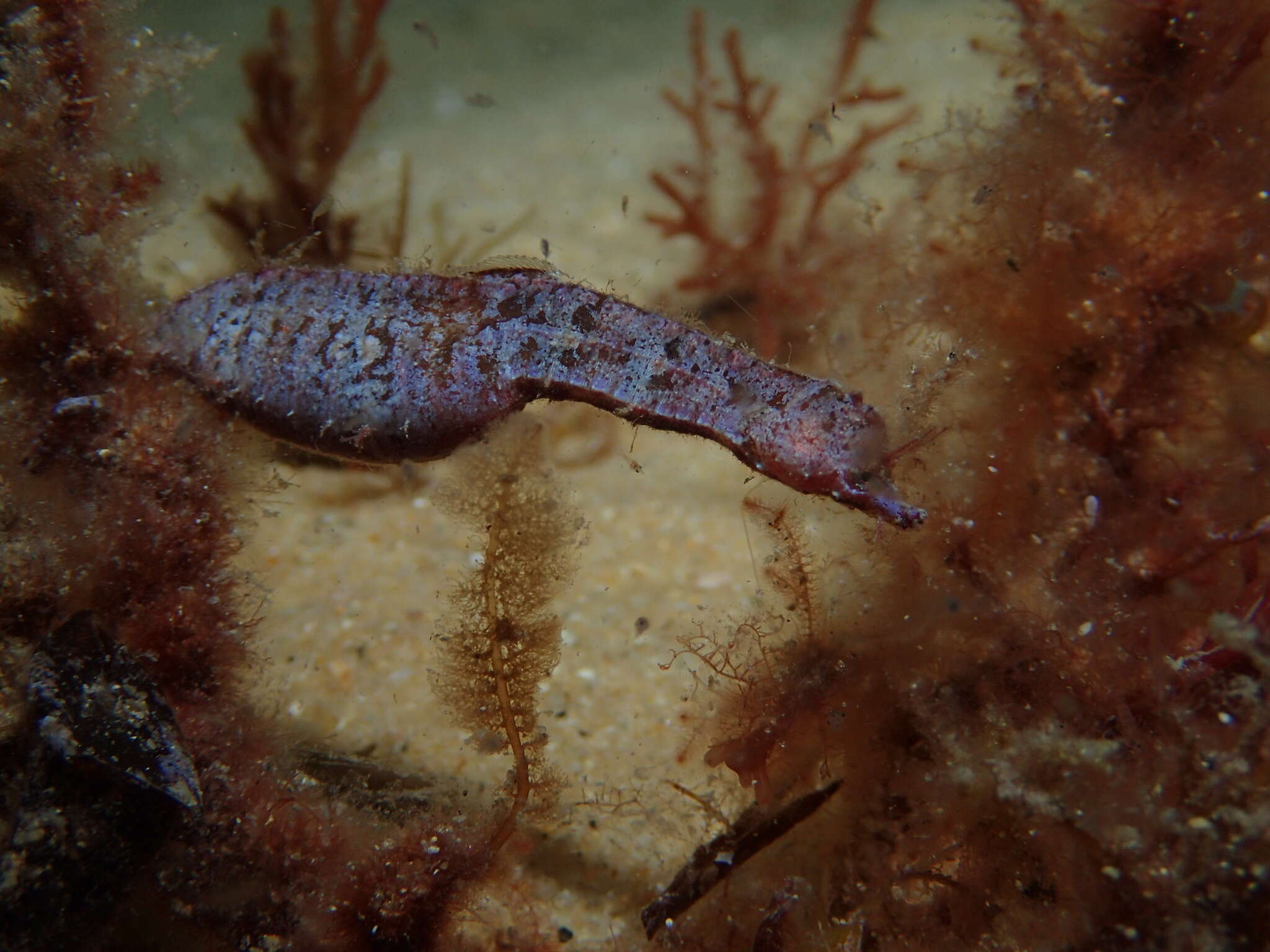 Image of Idiotropiscis australe (Waite & Hale 1921)