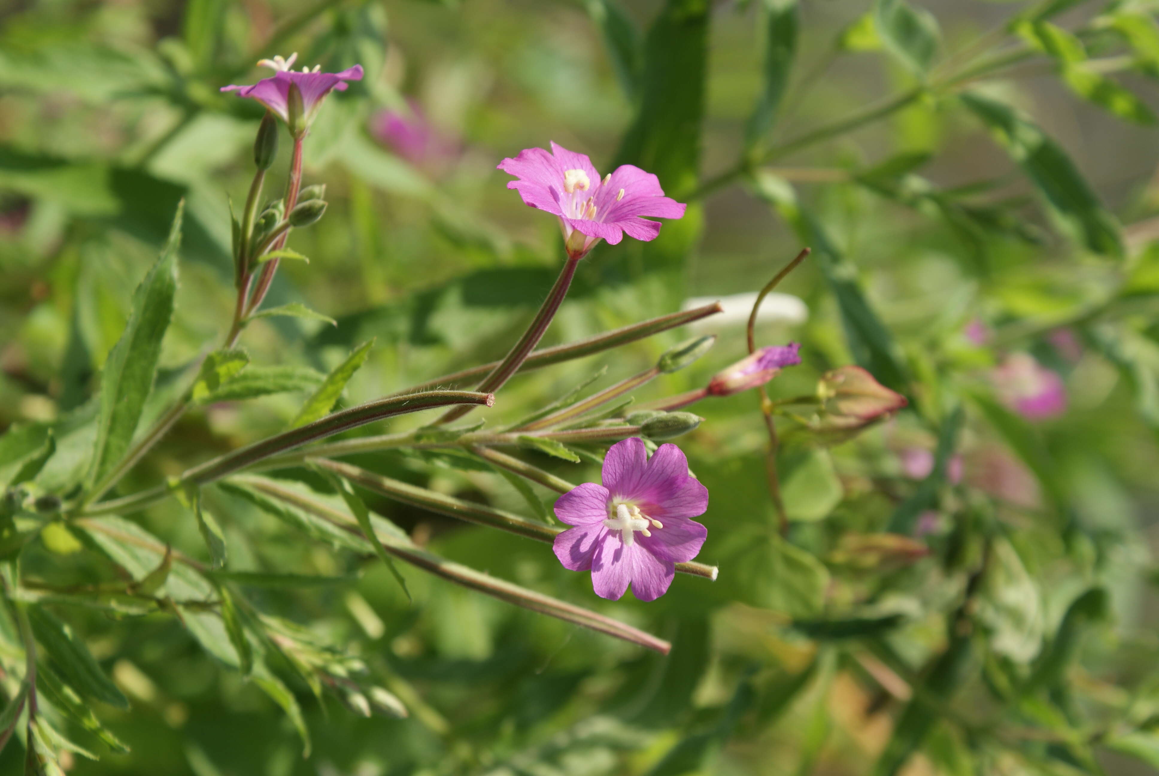 Image of Great Willowherb