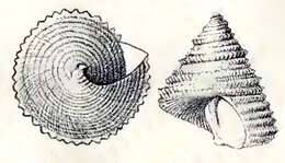 Imagem de Calliostoma echinatum