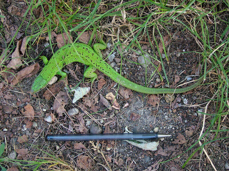 Image of Western Green Lizard