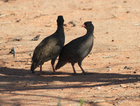 Image of Red-billed Francolin