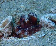 Image of Amphioctopus arenicola Huffard & Hochberg 2005