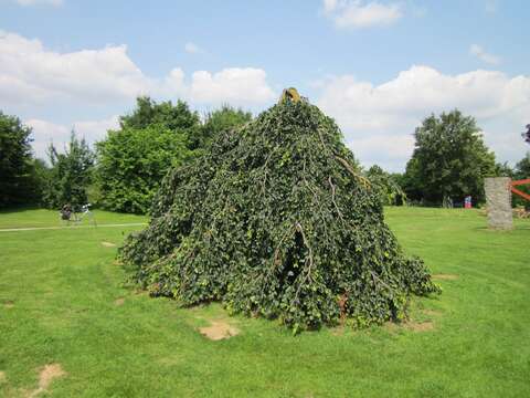 Image of Fagus sylvatica f. pendula