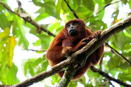 Image of Colombian Red Howler Monkey