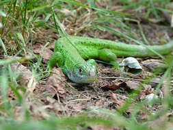 Image of Western Green Lizard