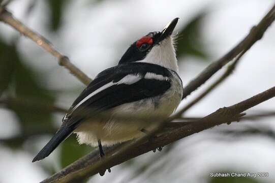 Image of Brown-throated Wattle-eye