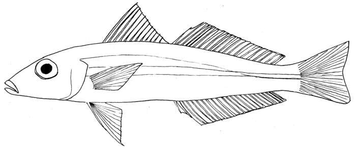 Image of Sillaginops