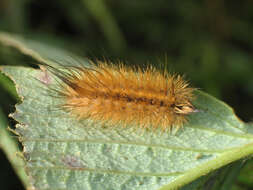 Plancia ëd Phragmatobia fuliginosa Linnaeus 1758